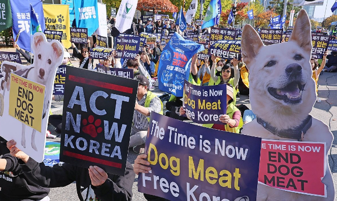 Южная Корея собаки.jpg