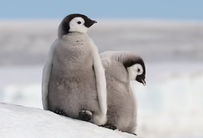 99% императорских пингвинов исчезнут к 2100 году.PNG