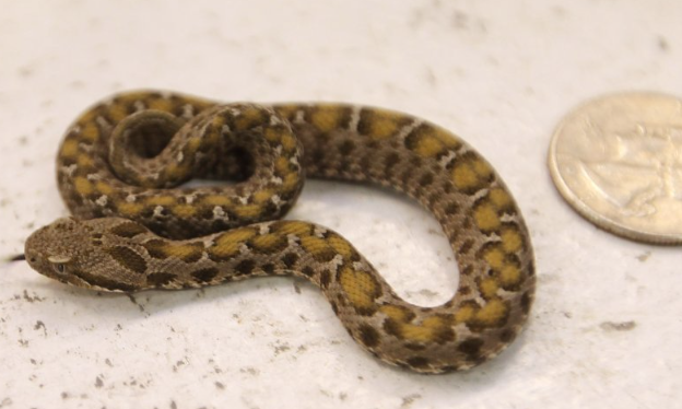 Врачи в Австралии просят пострадавших от укусов прекратить приносить с собой змей.PNG